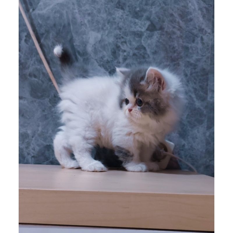 kucing persia muchkin bicolor