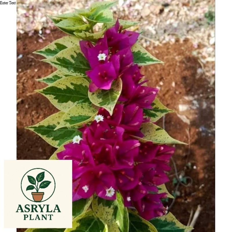 (PROMO) Jewel 21 merah marun Bugenvil