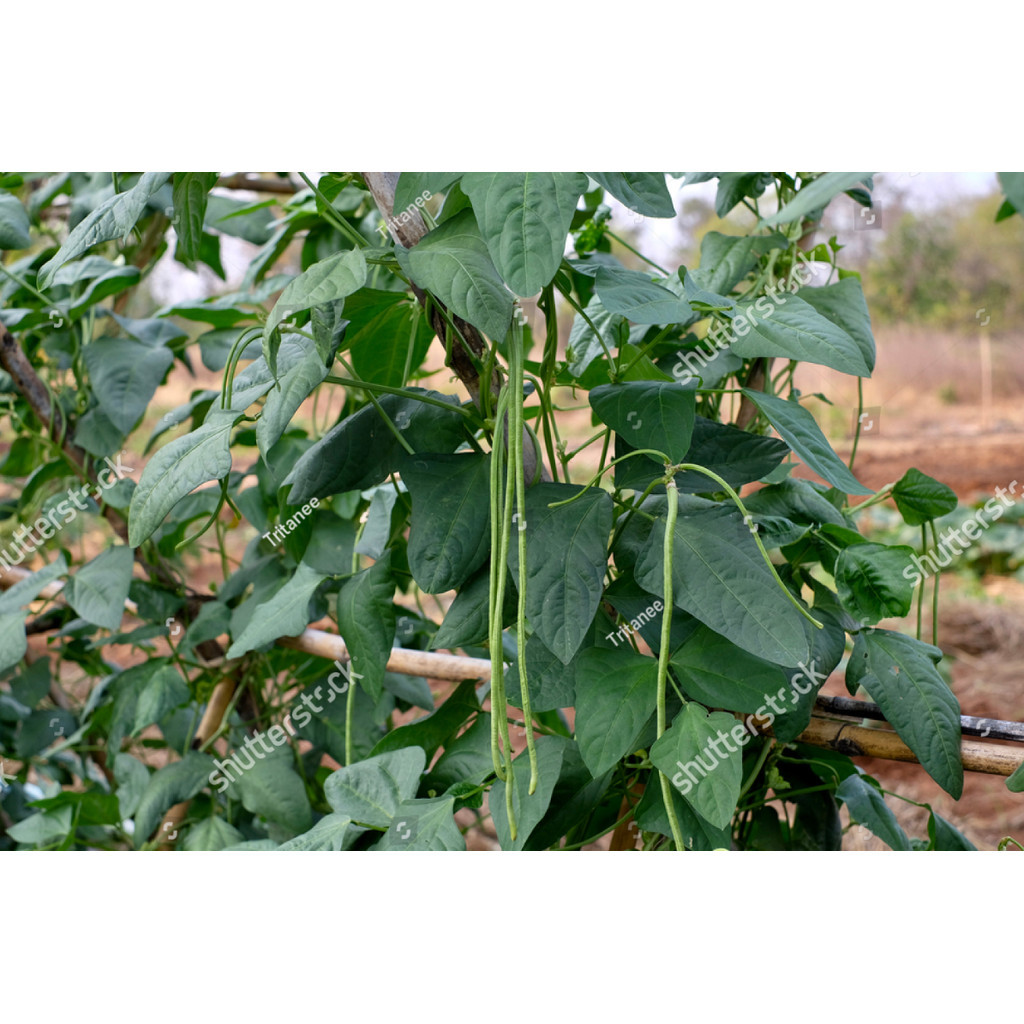 LPG Benih Bibit Kacang Panjang Unggul