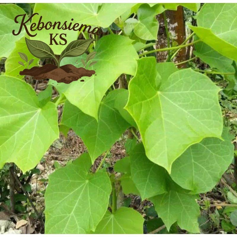 Sahabattani DAUN JARAK PAGAR SEGAR 1 KG