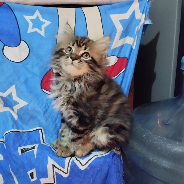 kucing persia maine coon