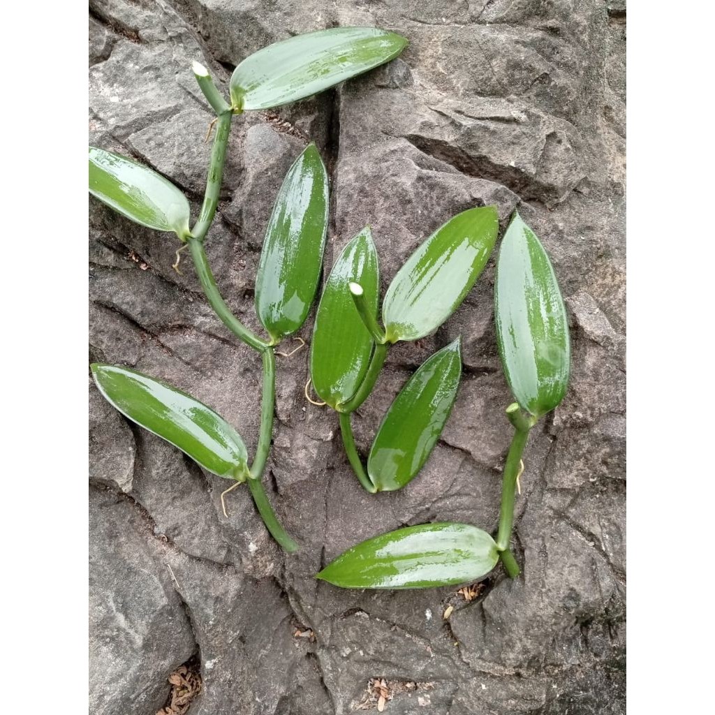 bibit vanili planifolia batang stek berfareasi