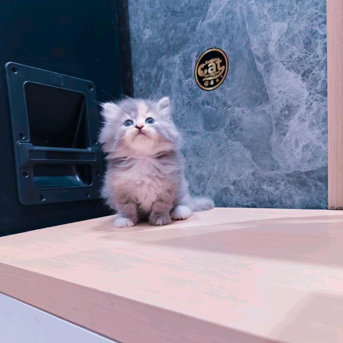 kucing persia muchkin super lucu