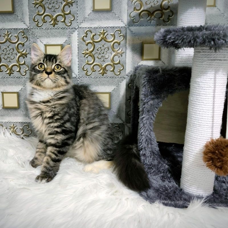 Kucing Persia Anggora Himalaya Ragdoll Kitten