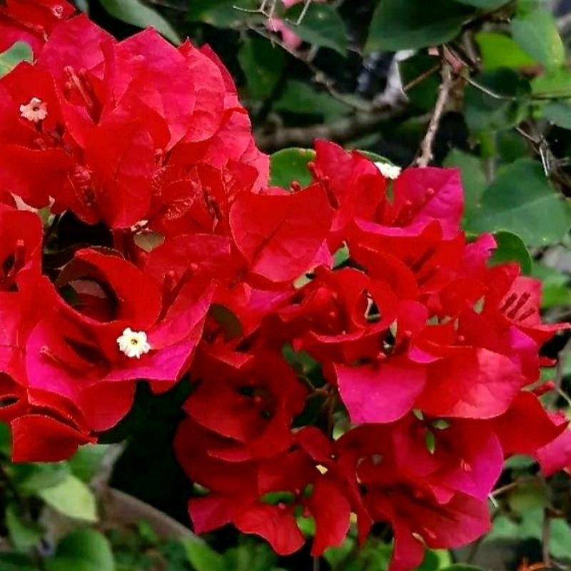 PROMO MURAH Bunga Bougenville Merah Mega Tersedia Dalam Berbagai Warna