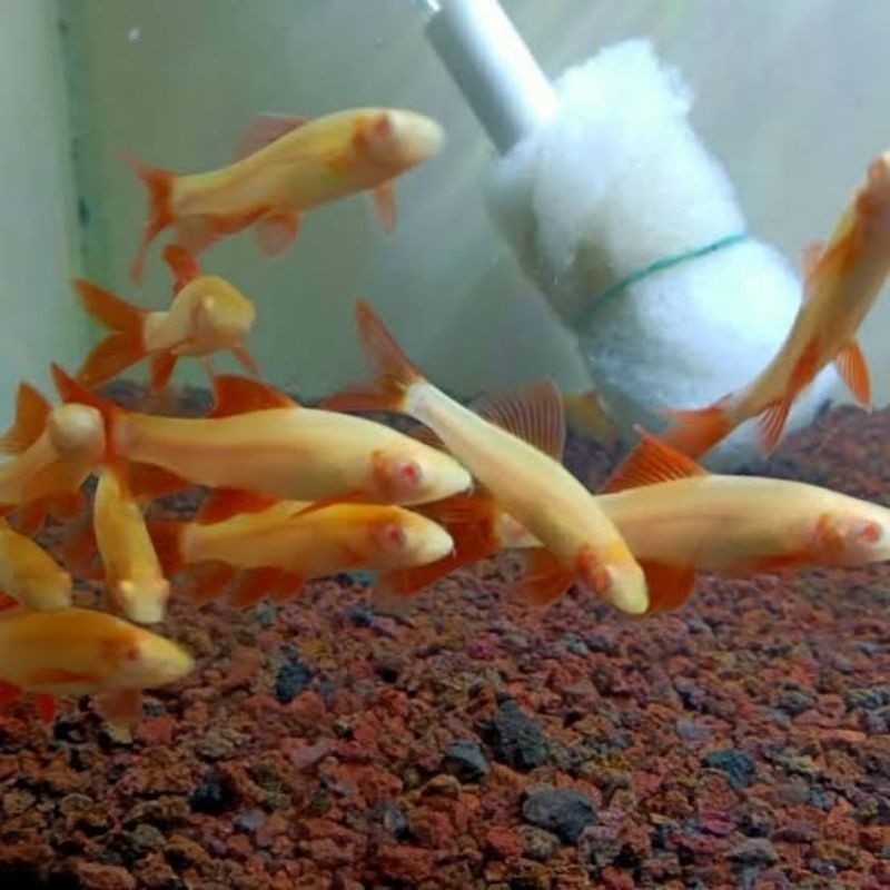 Ikan Hias Redfin Albino ( ISI 10 )
