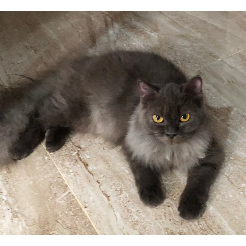 KUCING PERSIA MEDIUM