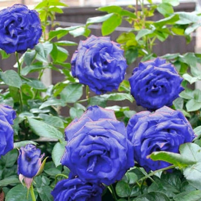 50butir Benih Biji Bunga Mawar Biru Rambat / Climbing Blue Rose - Bibit Tanaman Pohon Mawar Biru - C