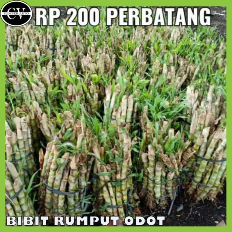BIBIT RUMPUT ODOT PAKAN TERNAK. BIBIT RUMPUT ODOT PAKAN TERNAK. AM