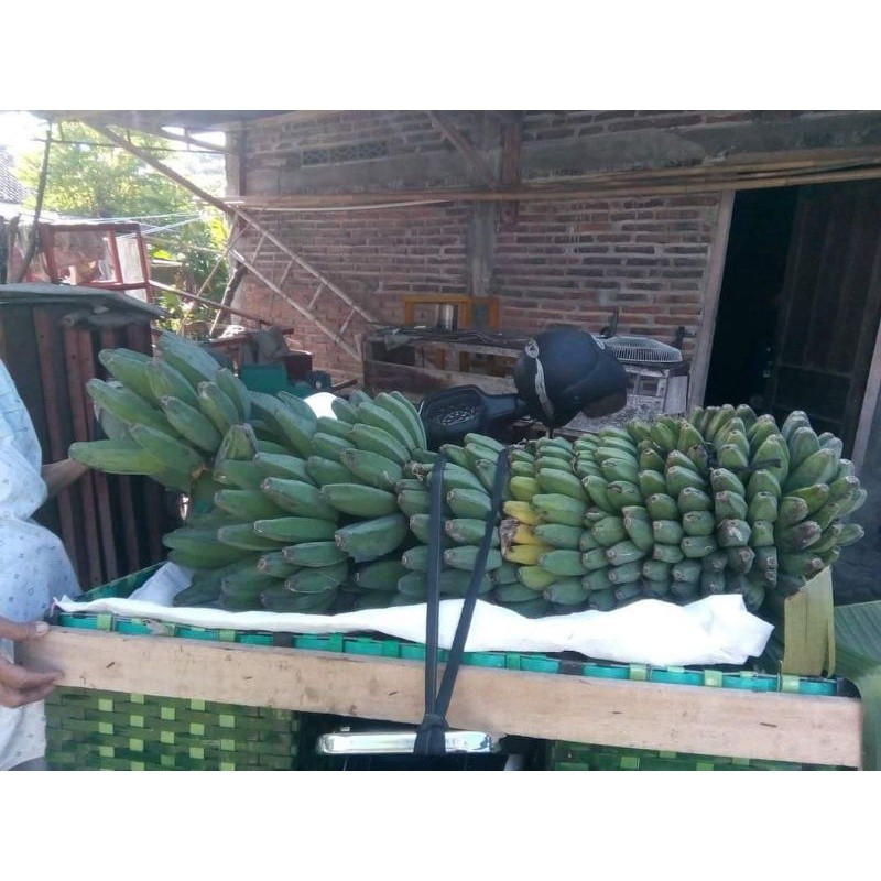 ORIGINAL , Jual Bibit Pisang Kepok Tanjung, Jual Bibit Pisang Kepok Tanpa Jantung