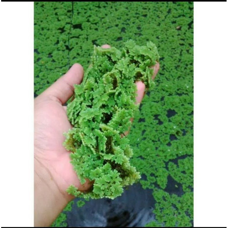 Bibit azolla microphylla