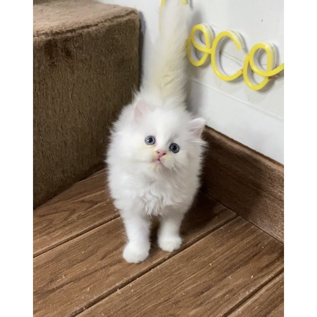 kitten kucing persia white solid