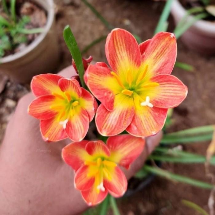 (BISA COD) TANAMAN HIAS Lily Rain Zephyranthes Crimpson Sunset Lili Hujan