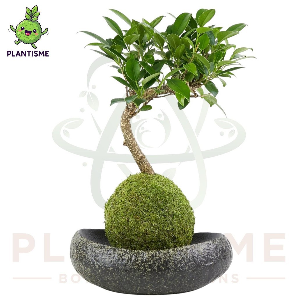 Dekorasi Mossball – Ficus Bonsai Ficus Retusa Tanaman Bentuk Mini Tropis Indoor Outdoor Bakalan  Bon