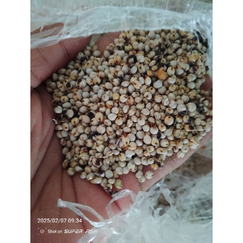 Biji Sorgum Benih Sorgum Organik 1Kg