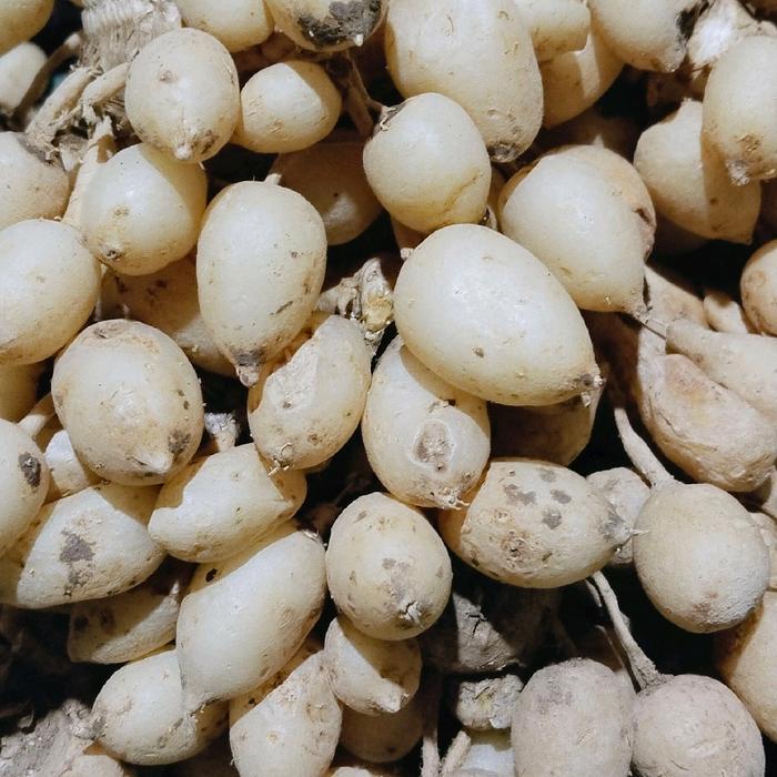 COD_ kunyit putih gombyok hanya buliranya saja kaya manfaat - 250 gram (Pangpung Alam)