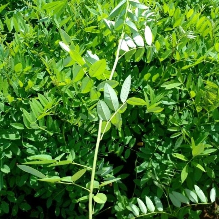 Bibit Indigofera Siap Tanam / Pakan Ternak Hewan Bergizi