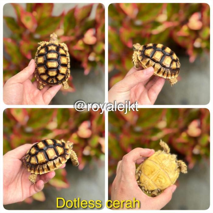 Sulcata thinline dotless kualitas premium no minus - A by Happypaws id