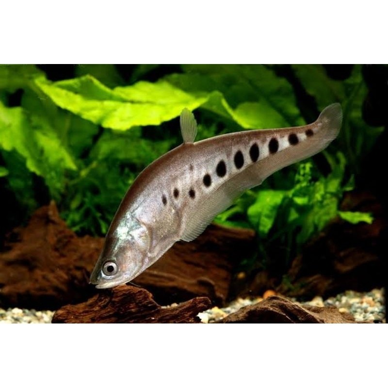 belida bangkok -+9cm