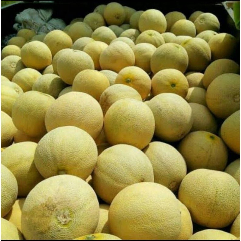 BENIH MELON MANIS MADU SUPER 50 BIJI