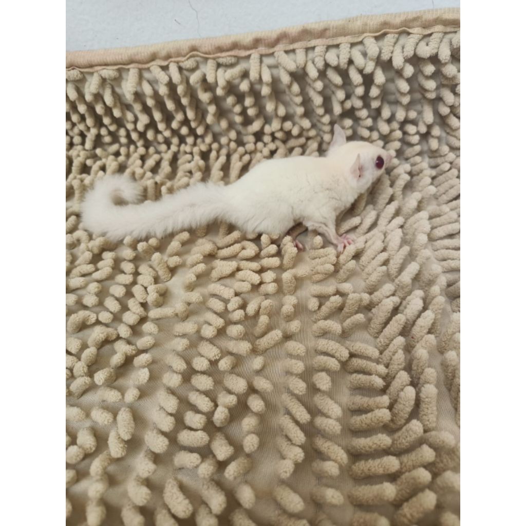 Sugar Glider Creamino Betina