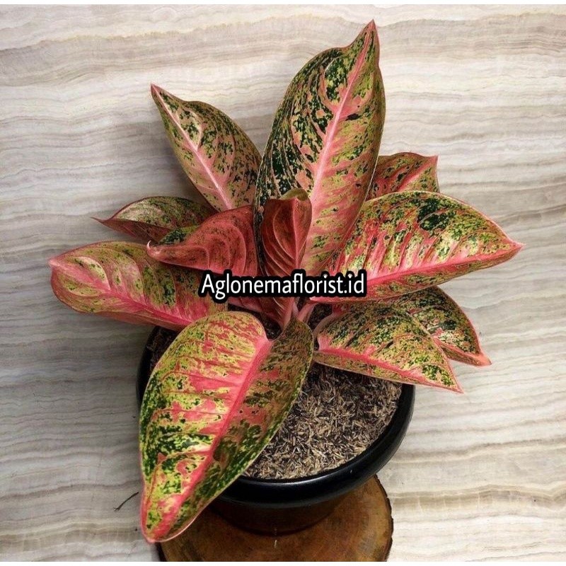 NEW Tanaman hias bibit bonggol aglonema arini | Aglonemaflorist.id