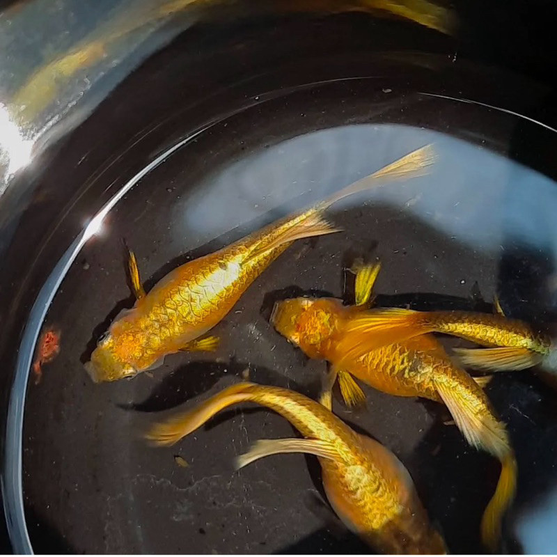 Guppy gupi Betina Indukan Gold Kesehatan Terjamin