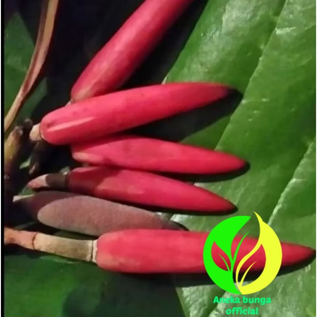 POHON BUNGA KANTIL MERAH TINGGI ± 1 METER / TANAMAN HIAS BUNGA KANTIL 1 METER