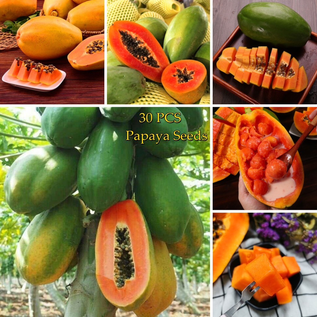 [Fast Grow] 30benih Good Quality Red and Sweet Papaya Seeds Hainan Bonsai Fruit Seeds for Planting B