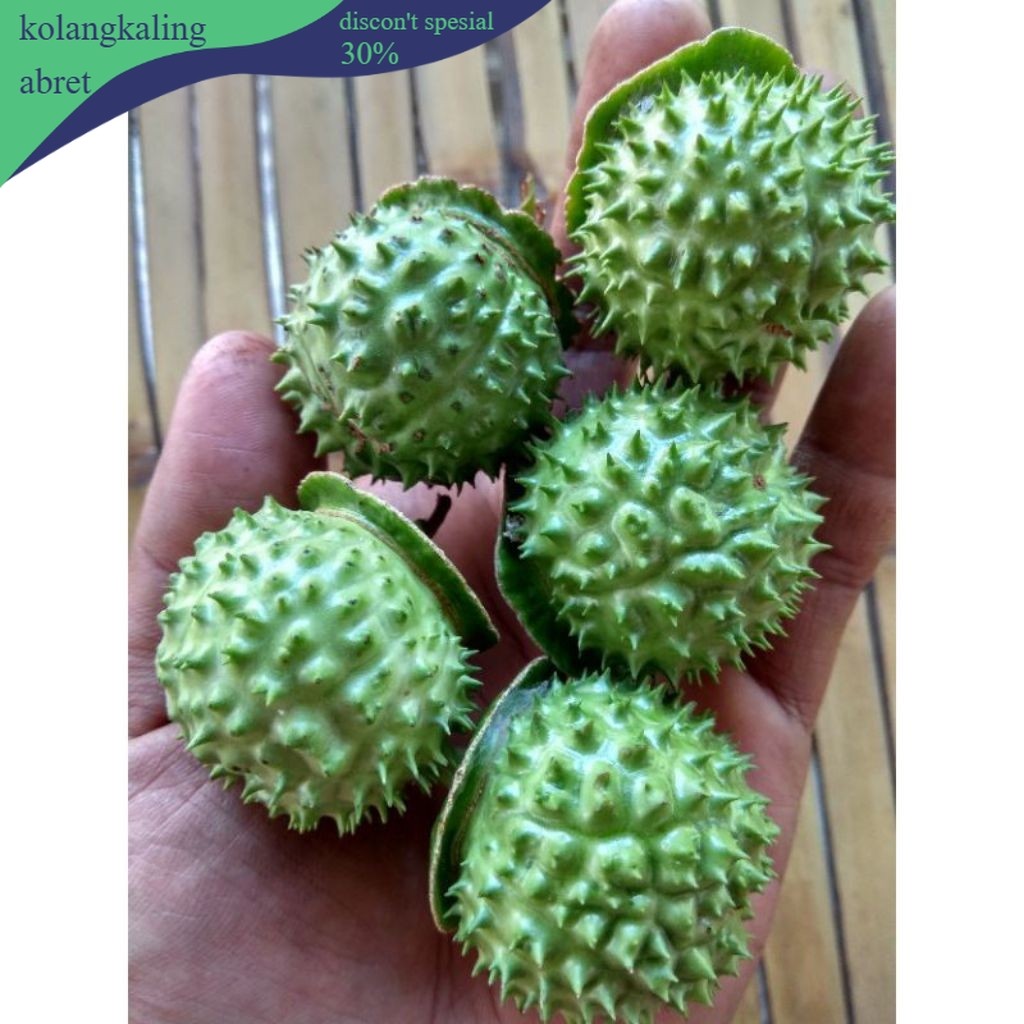 paket 5 buah kecubung wulung, buah tanaman kecubung, buah tanaman herbal kecubung.