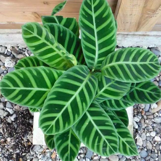 Calathea Zebrina - Tanaman hias bunga calathea zabrina/pisang ster murah