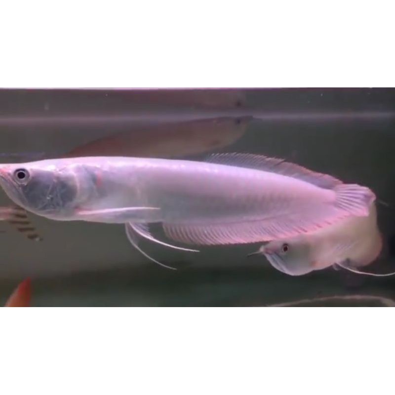 Ikan arwana silver red ukuran 10-15 cm