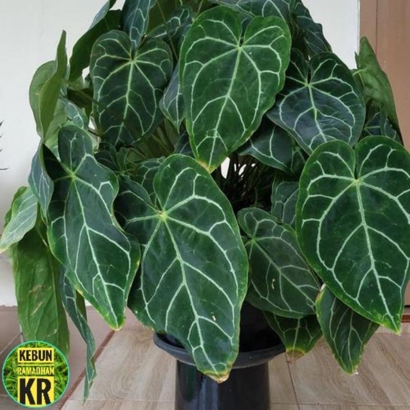 Tanaman Hias[BISA COD]Kuping Gajah Mini Daun Rimbun Tanaman Hidup Cocok Untuk Hiasan Ruangan Dan Ter