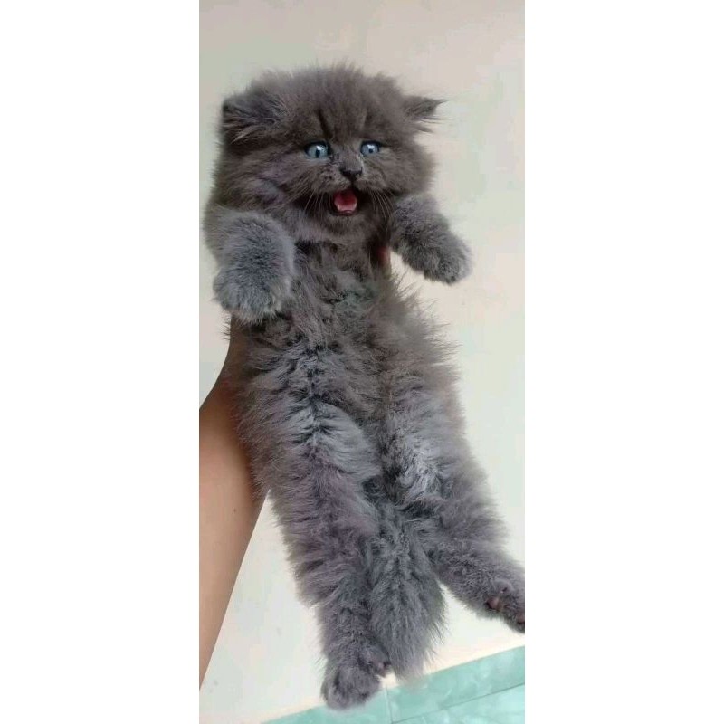 Kucing persia Anggora murah KHUSUS WARNA ABU