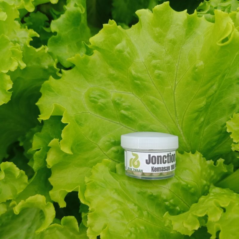 Benih Selada Jonction RZ Junction RZ 100 Pills Benih Lettuce Flo Hidroponik