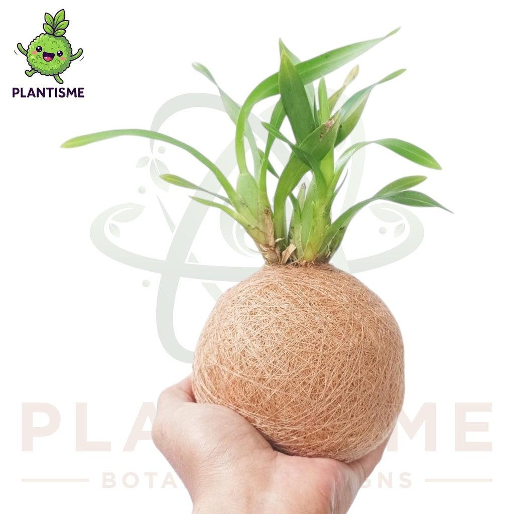Kokedama – Anggrek Penari Kecil Oncidium Flexuosum Dancing Doll Orchid Tanaman Elegan Tropis