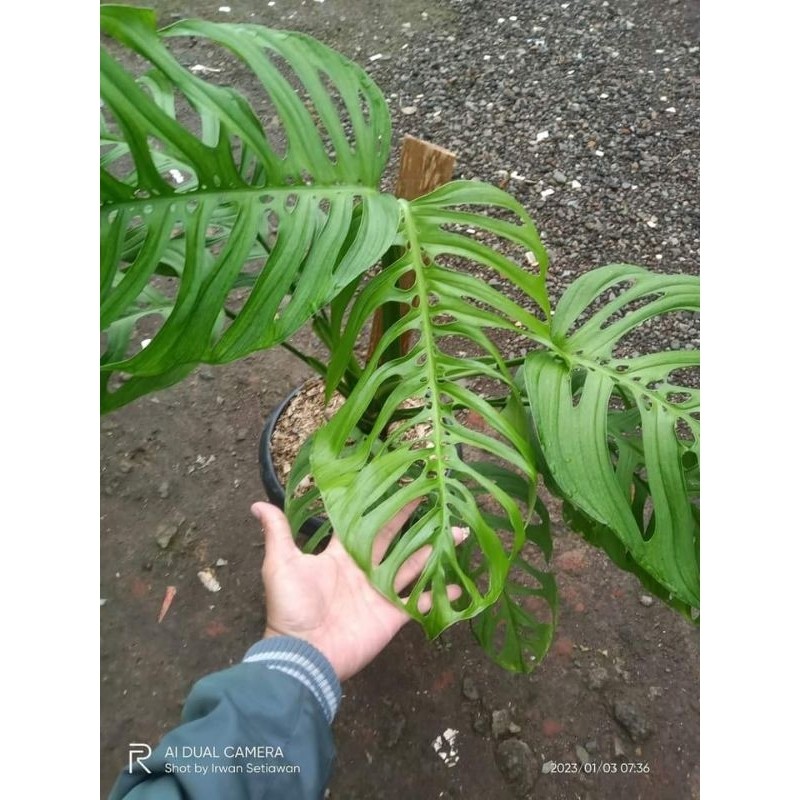 Tanaman hias janda bolong esqueleto