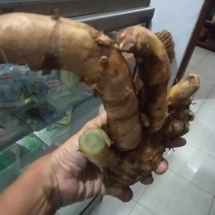 temu ireng segar  temu hitam atau temu ireng segar 1 kg AM