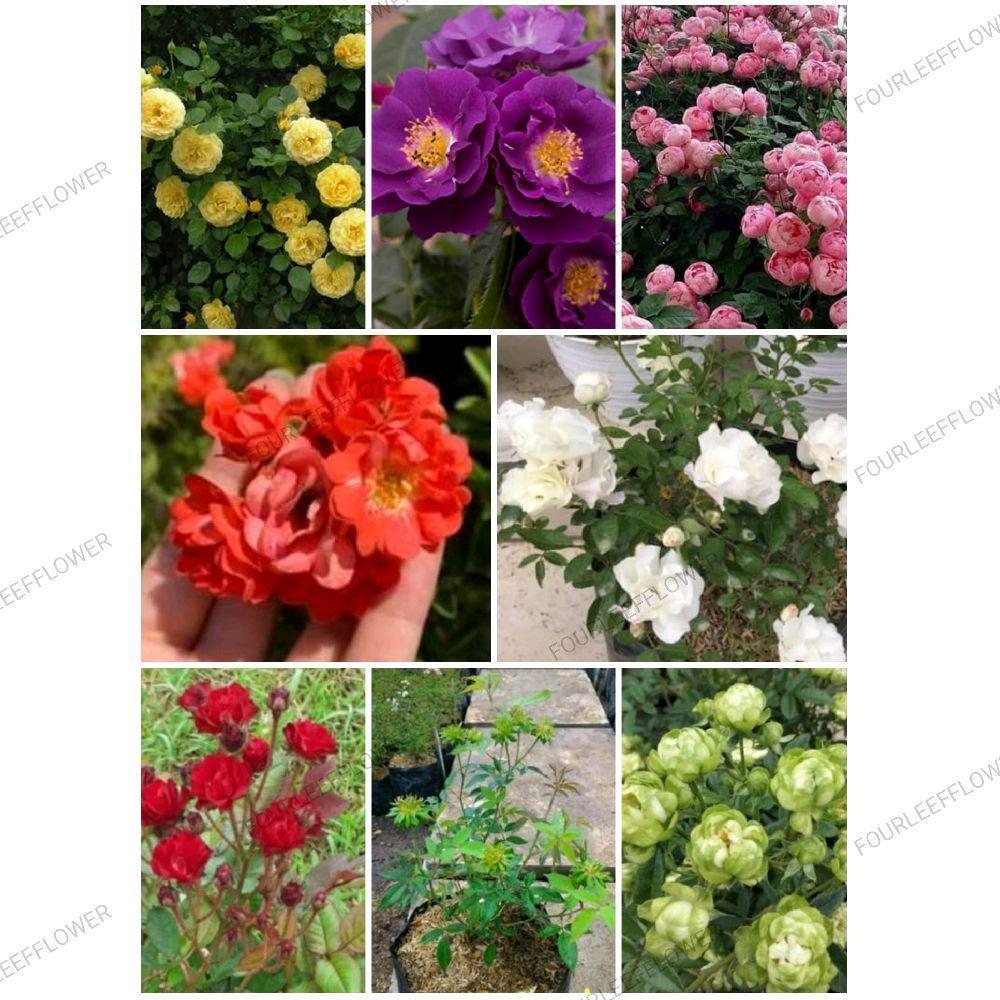Paket 8 Mawar Rambat Warna Mix