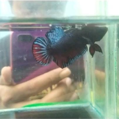 Ikan Cupang Aduan Medan Super Grade A Big Game (VIP Series)