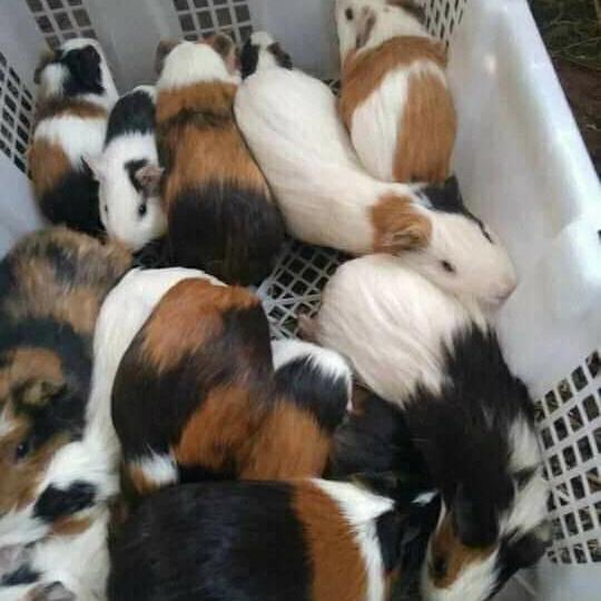 anakan marmut lokal/abynisian