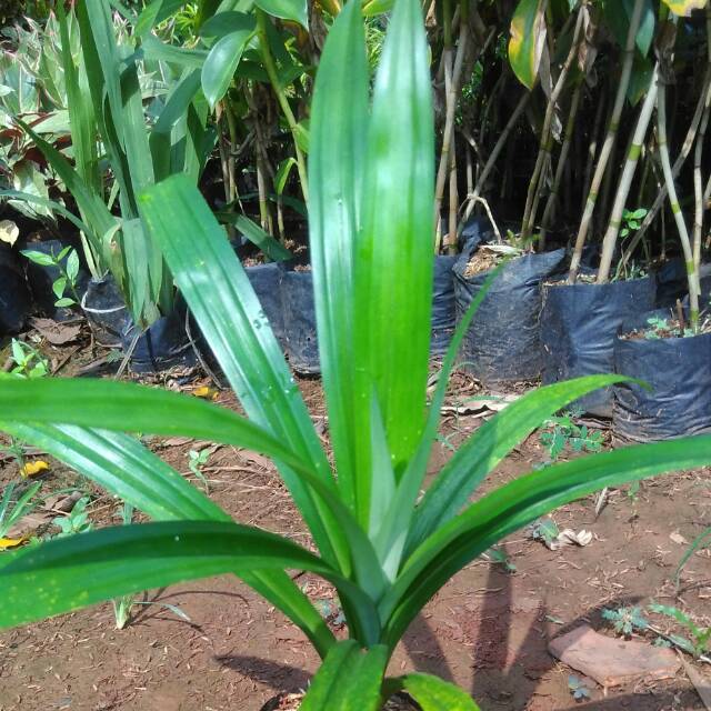 Pohon Pandan Wangi - Tanaman Hias Pandan Wangi - Pohon Daun Wangi Bumbu Pandan Wangi