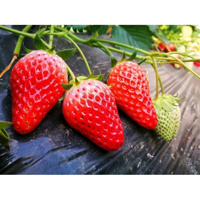 100 Benih Stroberi Jumbo Benih Stroberi Manora Buah manis Cocok Dataran Rendah