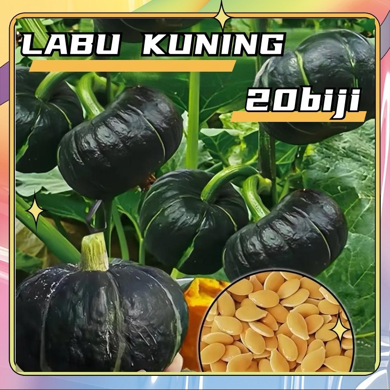 Benih Labu ROCKY (20butir) - Bibit Waluh Hibrida F1 Bisi Cap Kapal Terbang