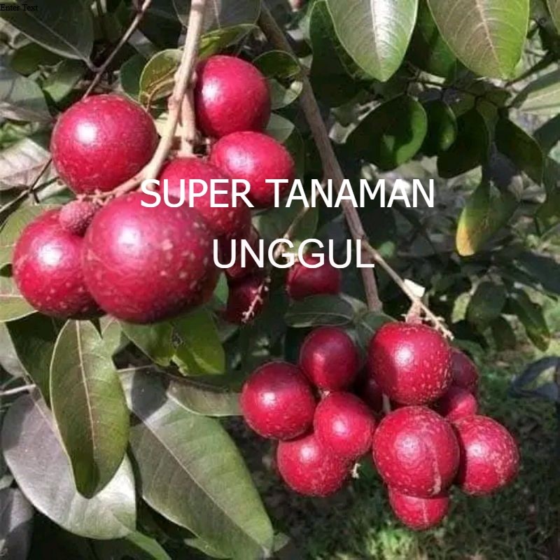 bibit kelengkeng merah batang besar 1,5 meter