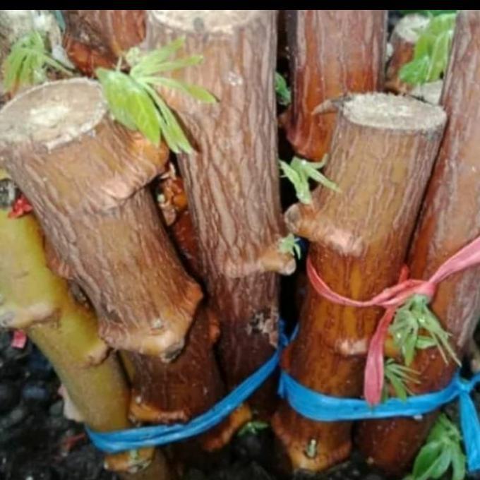 Bibit pohon singkong mentega