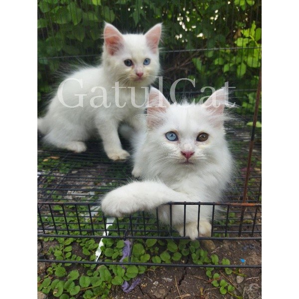 kucing kitten persia odd eyes