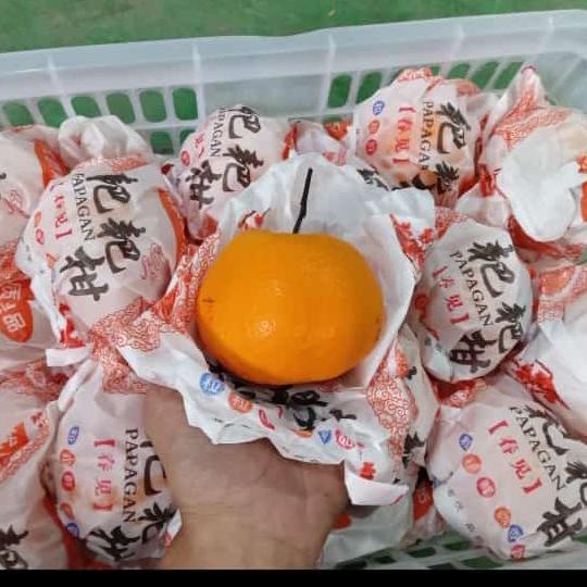 Jeruk Manis Premium Dekopon 1 kg