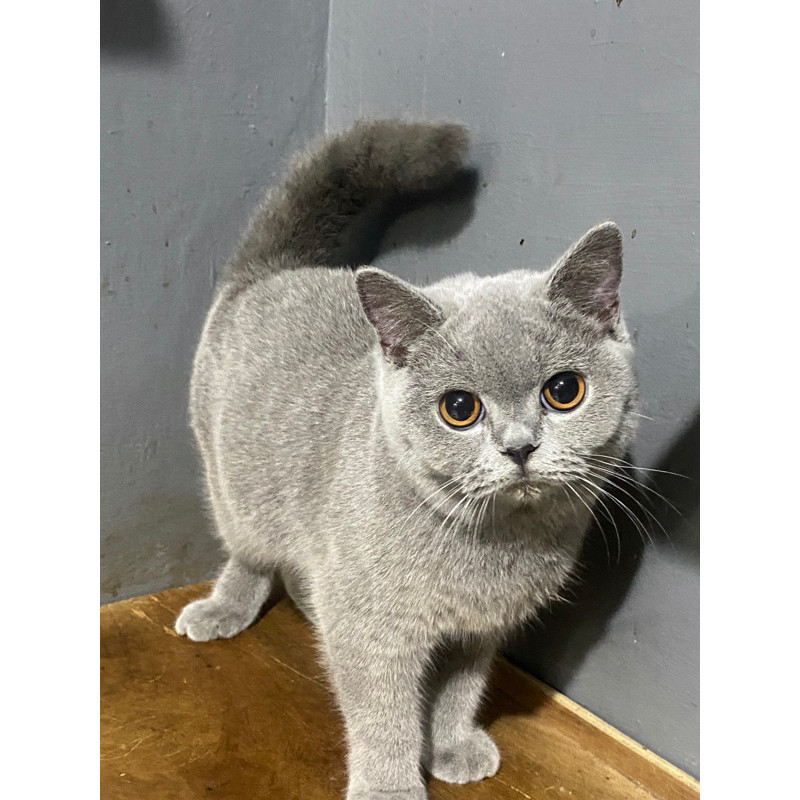 KUCING PEAKNOSE | BRITISH SHORTHAIR | SCOTTISH FOLD | SCOTTISH STRAIGHT | MUNCKHKIN | FLATNOSE | PER