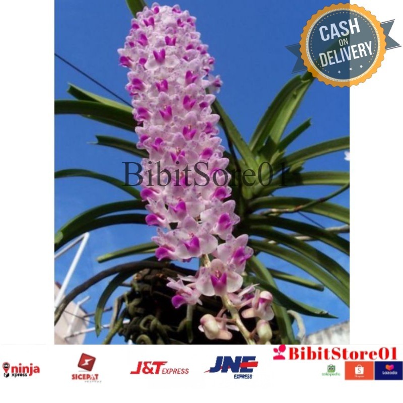 Promo Bibit anggrek Ekor tupai anakan